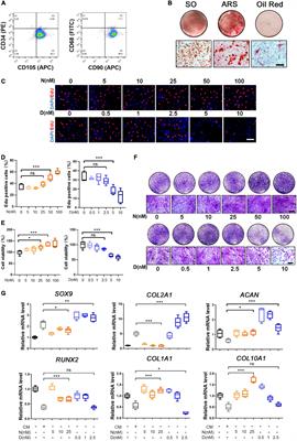 Microtubule Stabilization Enhances the Chondrogenesis of Synovial Mesenchymal Stem Cells